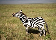 Zebra scenting for females making faces