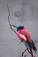 Southern carmine bee-eater
