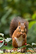 Red Squirrel