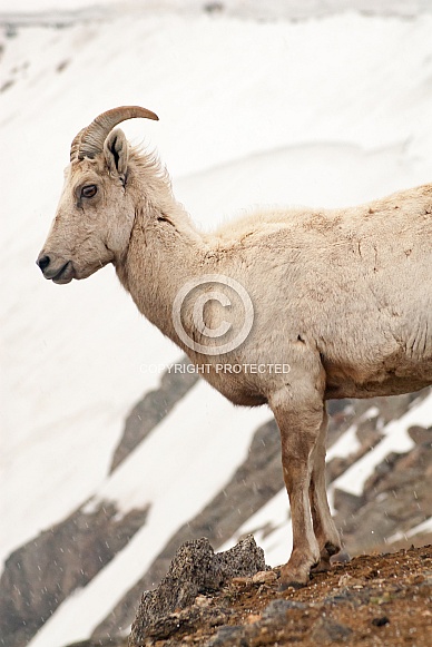 Dall Sheep