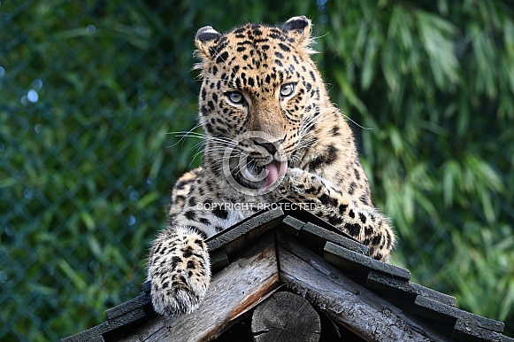 Amur Leopard