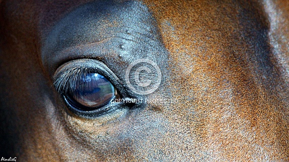 Arabian Colt Eye Study