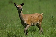 Red Deer