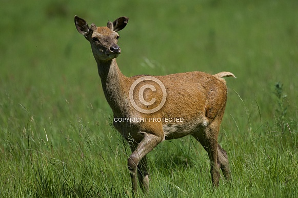 Red Deer