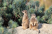 Meerkats (Suricata suricatta)