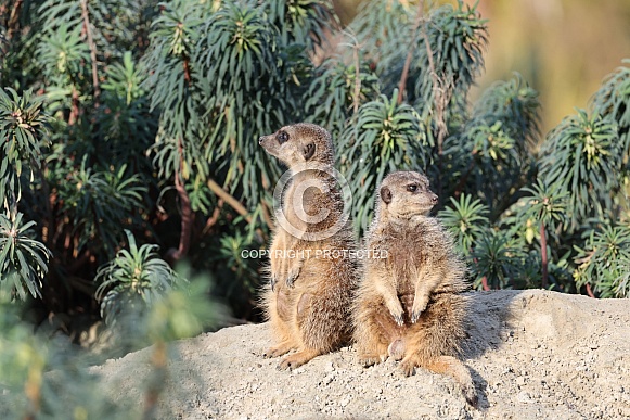 Meerkats (Suricata suricatta) Meerkats (Suricata suricatta)