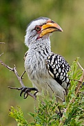 Southern yellow billed hornbill