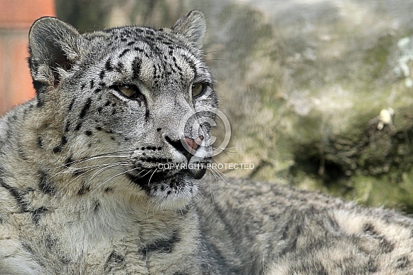 Snow Leopard