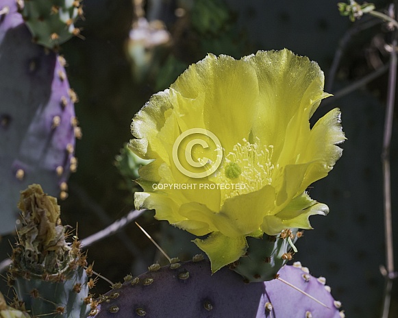 Yellow Prickly Pear Cactus Flower