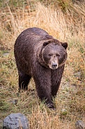 Alaskan Bear 2
