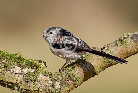 Long Tailed Tit