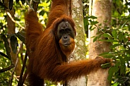 Sumatran orangutan in the jungle.