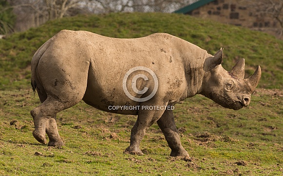 Black Rhino
