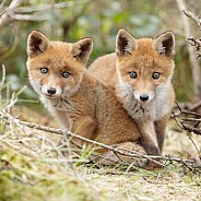 Red Fox cub in nature