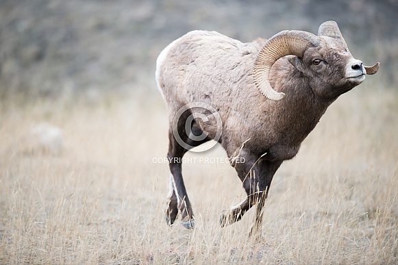 Big horn sheep (wild) Big horn sheep (wild)