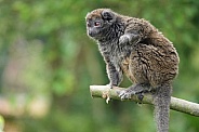 Lac Alaotra bamboo lemur