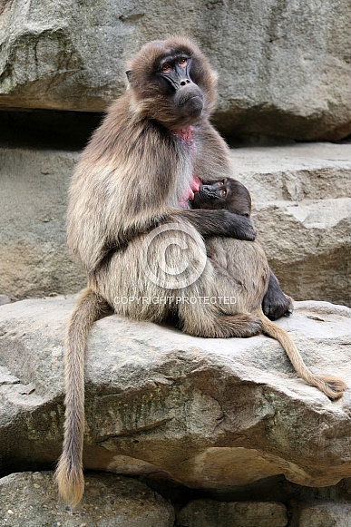 Bleeding Heart Monkey (Theropithecus gelada)