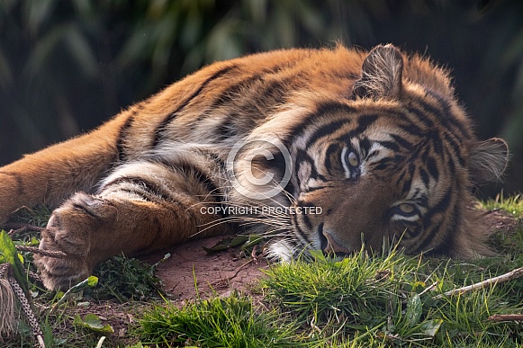 Sumatran Tiger Lying Down Eyes Open