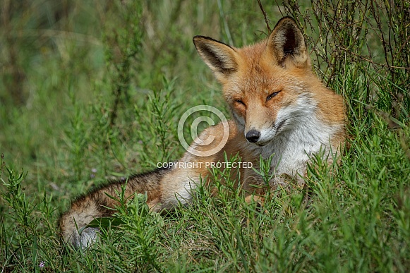 Red Fox in the wild