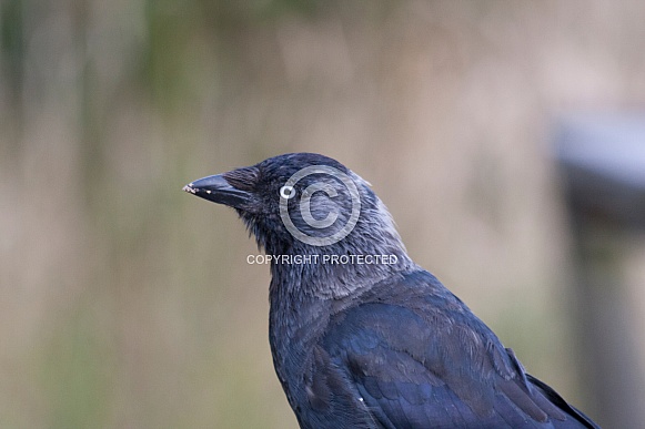 Jackdaw Jackdaw