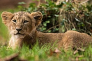 Africa Lion Cub