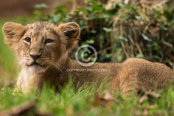 Africa Lion Cub