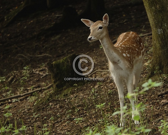 Fallow Deer