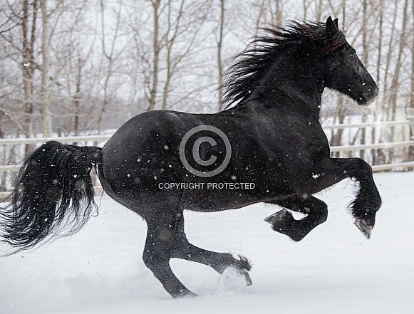 friesian horses running