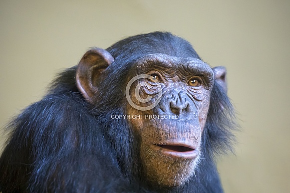 Chimpanzee (Pan troglodytes) Chimpanzee (Pan troglodytes)