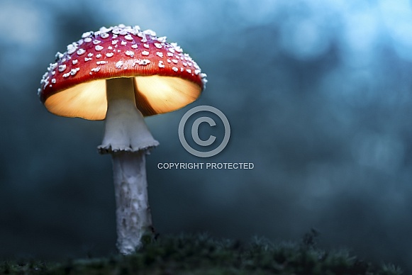 Fly agaric