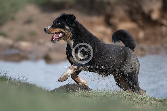 Appenzeller Sennenhund