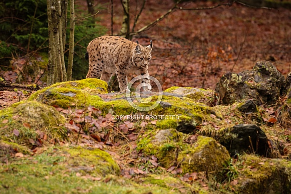 Eurasian lynx in the nature habitat. Beautiful and charismatic animal. Wild Europe. European wildlife. Animals in european forests. Lynx lynx.