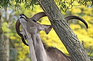 Greater kudu Tragelaphus strepsiceros eating tree leaves