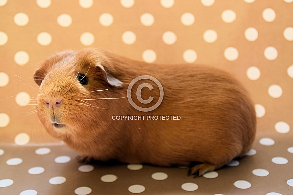 Guinea pig