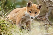 Red fox cubs
