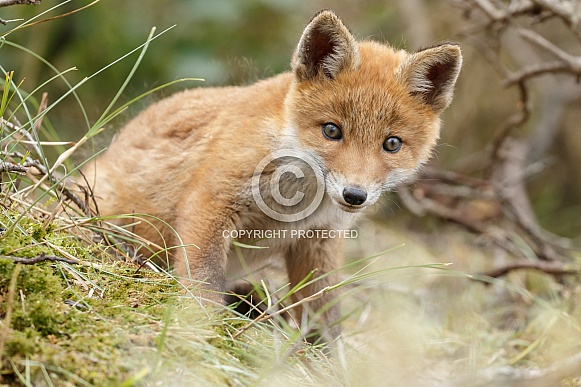 Red fox cubs