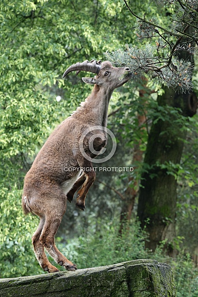 The Alpine ibex (Capra ibex)