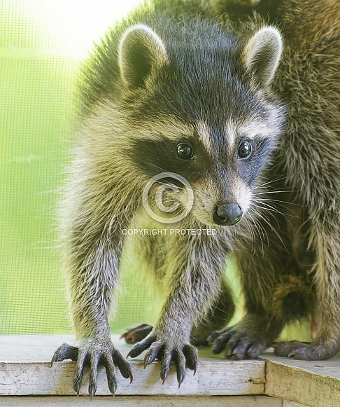 Raccoons