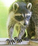 Raccoons