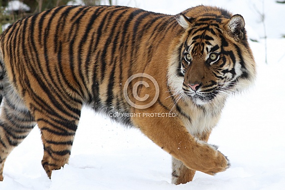 Sumatran tiger