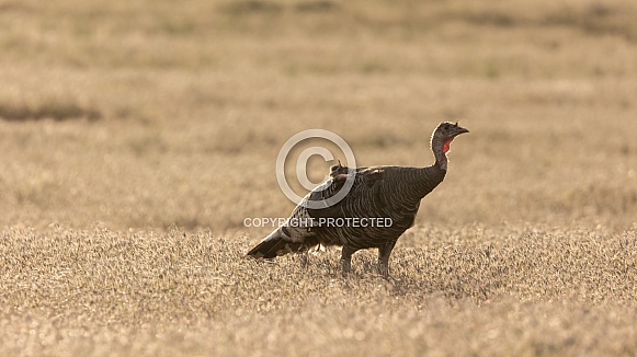 Wild Turkey, Meleagris gallopavo Wild Turkey, Meleagris gallopavo