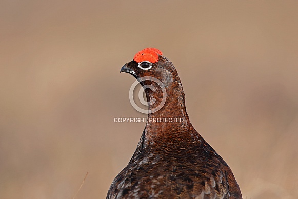 Red Grouse Red Grouse
