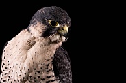 Falcon Close Up Head Shot Black Background