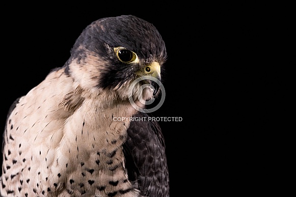 Falcon Close Up Head Shot Black Background