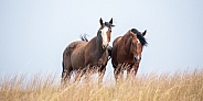 Wild Horse (Equus caballus)