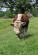 Hereford Cattle