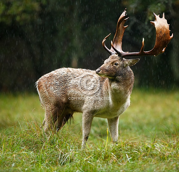 Fallow deer