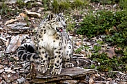 Snow Leopard-Posing Pretty