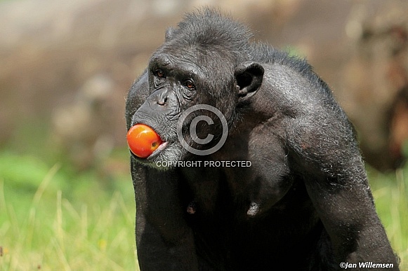 Chimpanzee Chimpanzee