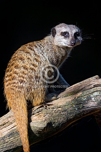 Meerkat